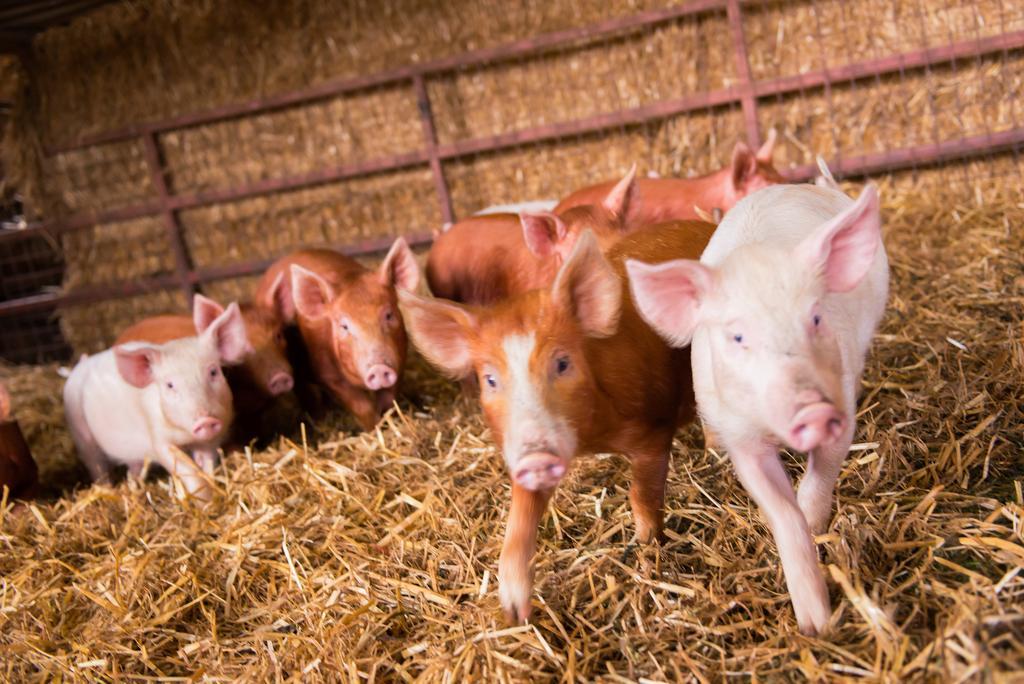 Huntlands Farm Bed & Breakfast Bromyard Εξωτερικό φωτογραφία