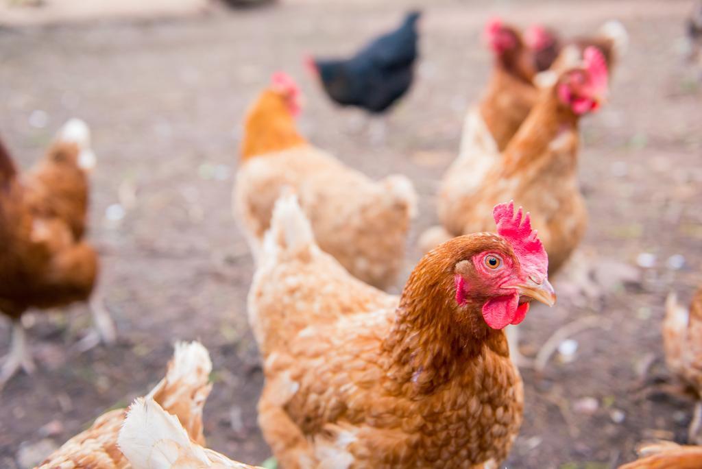 Huntlands Farm Bed & Breakfast Bromyard Εξωτερικό φωτογραφία