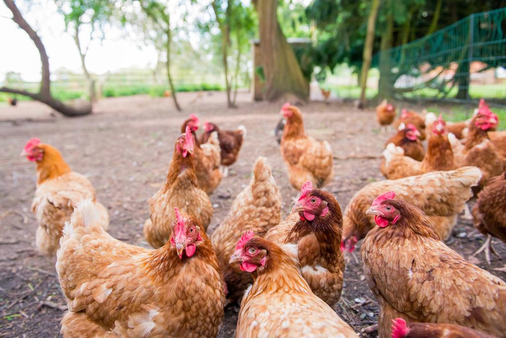 Huntlands Farm Bed & Breakfast Bromyard Εξωτερικό φωτογραφία